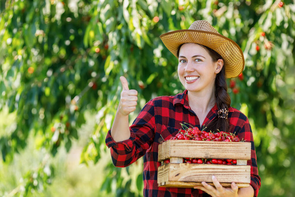 cheerful woman gardener with crate of fresh ripe cherries in orchard showing thumbs up. Concept of harvest and summer berries season - Fotografie, Obrázek