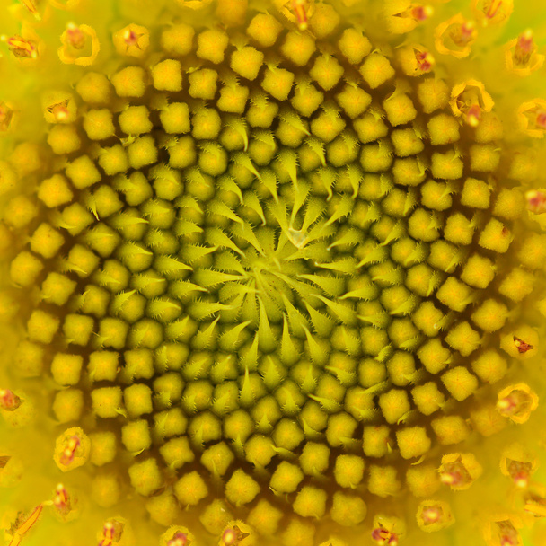 lämmin auringonkukka
 - Valokuva, kuva