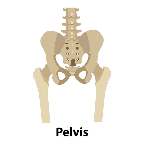 Anatomía del esqueleto humano, vector de huesos de pelvis. Elemento de estructura corporal aislado. ilustraciones médicas. pelvis - Vector, imagen