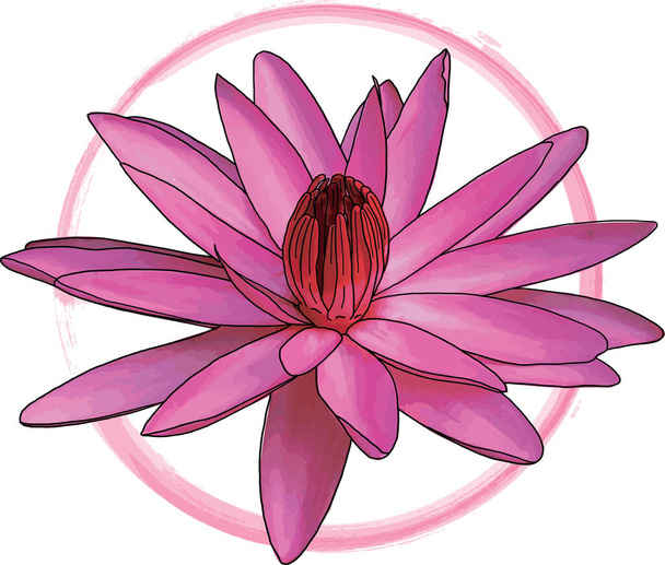 Tiivistelmä vaaleanpunainen vesi lilja kukka väri maali valkoisella pohjalla. - Valokuva, kuva