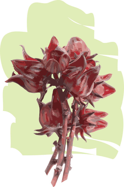Résumé des fruits de l'Hibiscus sabdariffa ou de la roselle sur fond blanc avec répartition des couleurs. - Photo, image