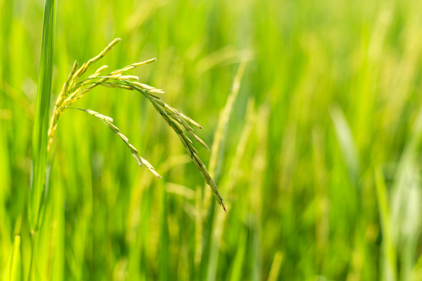 рисові поля
 - Фото, зображення