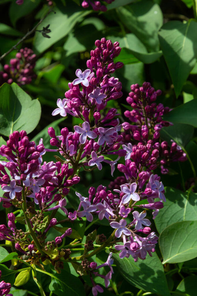 Branch of lilac flowers with green leaves, floral natural seasonal hipster background. - Photo, Image