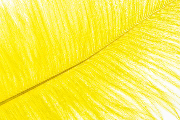 Желтые перья страуса с видимой текстурой. фон - Фото, изображение