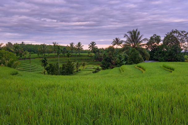 вид на зелені рисові поля вдень з круглою терасою
 - Фото, зображення
