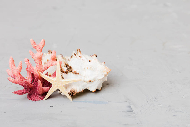 Beach seashells on colored background. Mock up with copy space. - Foto, Imagem