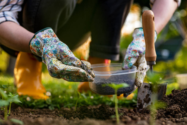 Eco friendly gardening. Woman preparing soil for planting, fertilizing with compressed chicken manure pellets. Organic soil fertiliser. - Photo, Image
