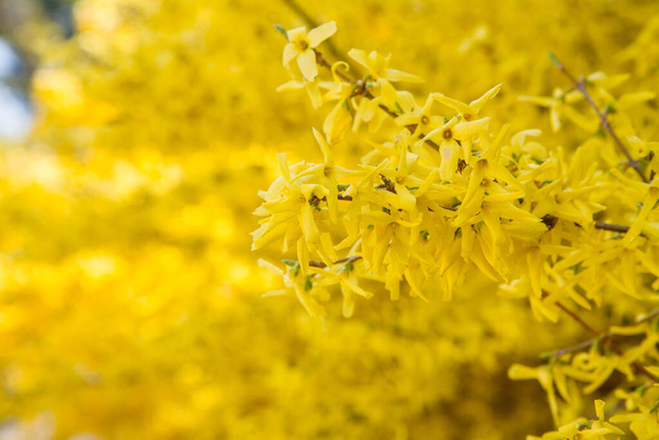 Forsythia plant blooming in spring in close up - Фото, изображение