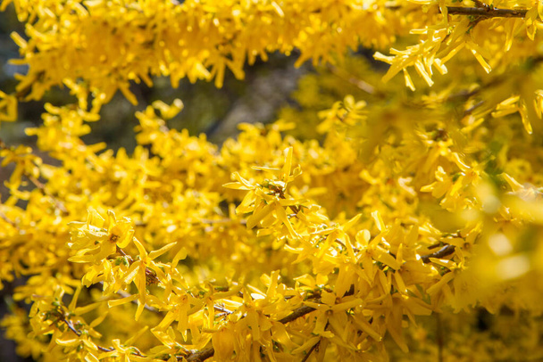 Forsythia plant blooming in spring in close up - Фото, изображение