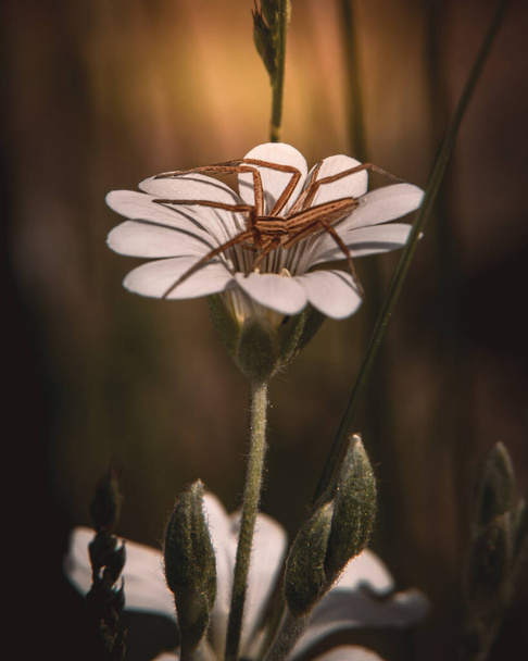 Ein stimmungsvolles Foto einer Spinne auf der Spitze einer Blume. Makroaufnahme. - Foto, Bild