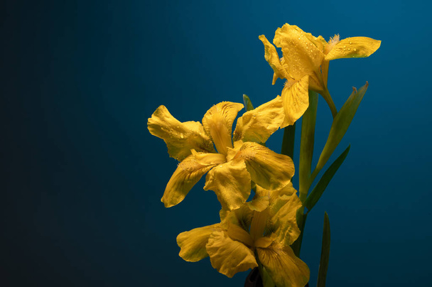 flores amarillas del iris con gotas de agua sobre pétalos sobre fondo cian - Foto, imagen