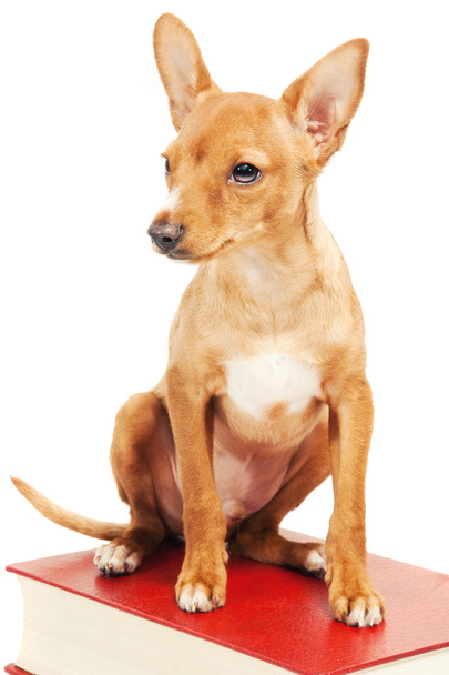 Cute miniature pincher puppy - Fotografie, Obrázek