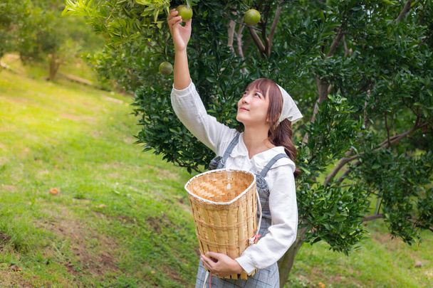 Young woman in a dress puts her hand in a basket of oranges from the trees in the garden Farmer concept working in the garden happily - Φωτογραφία, εικόνα