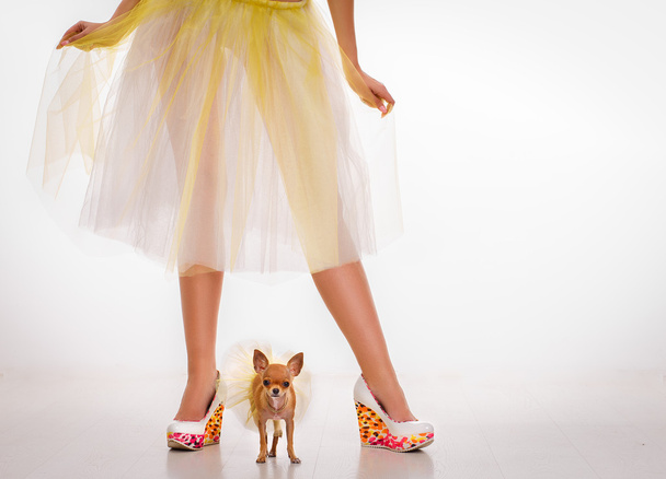 Beautiful glamour woman with small dog Chihuahua - Photo, Image