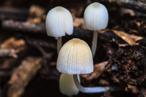 mushrooms growing on a live tree - Photo, Image
