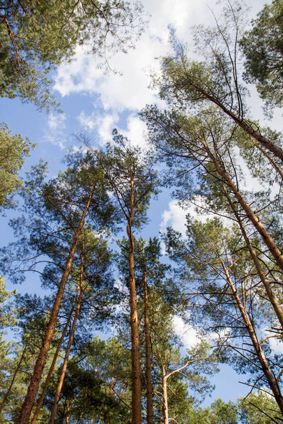 Pine forest - trees seen upwards against the sky - Zdjęcie, obraz