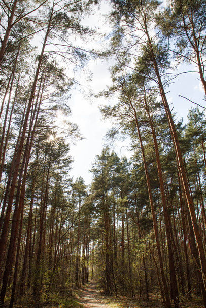 Pine forest - trees seen upwards against the sky - Фото, зображення