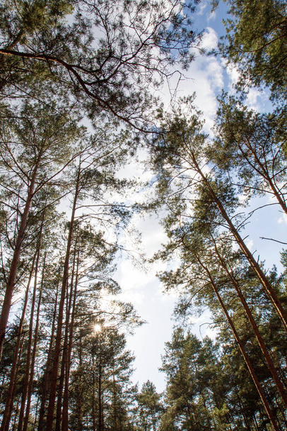Bosque de pinos - árboles vistos hacia arriba contra el cielo - Foto, imagen
