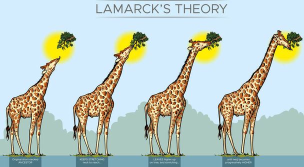 Ilustración vectorial de la evolución del cuello de la jirafa por la teoría de Lamarck. - Vector, imagen