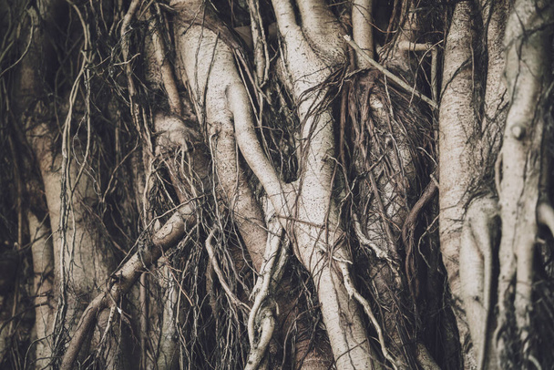 Roots of banyan tree in Thailands forests. - Fotografie, Obrázek