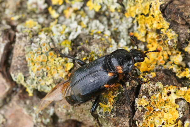 Primer plano de un gran escarabajo negro enterrado, humador de Nicrophorus en un pedazo de madera - Foto, imagen