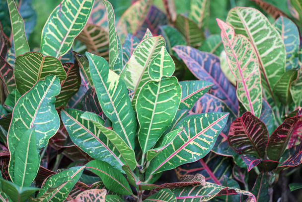 Croton Codiaeum variegatum plants with colorful leaves in tropical garden. - Photo, Image