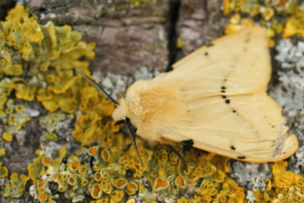 Close-up sobre o buff amarelo traça de arminho, Espilosoms lutea sentado em um pedaço de madeira no jardim - Foto, Imagem