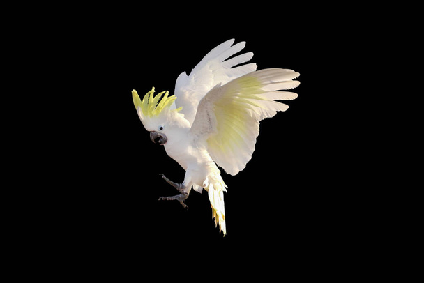 Όμορφος παπαγάλος Cockatoo που πετάει απομονωμένος σε μαύρο. - Φωτογραφία, εικόνα