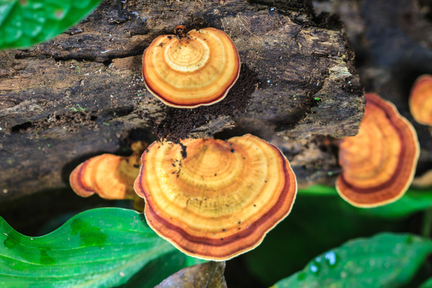 mushrooms growing on a live tree - Photo, Image