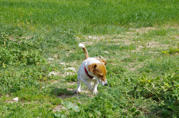 Ένας σκύλος Τζακ Ράσελ στην εξοχή τρώει χόρτο για να ξεράσει. - Φωτογραφία, εικόνα