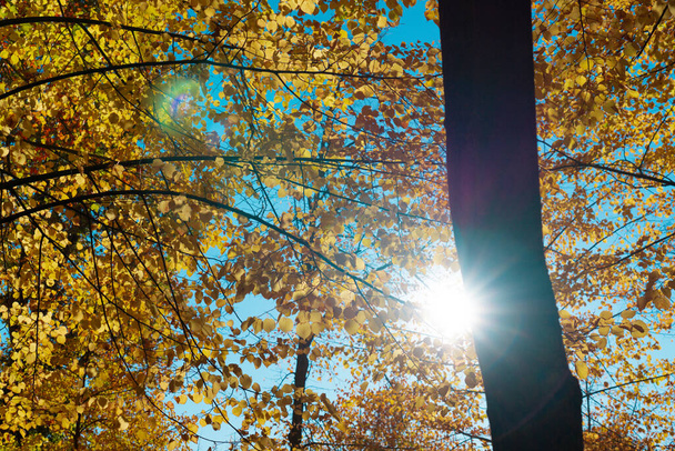 秋には木々や葉のある晴れ空 - 写真・画像