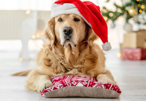 Golden retriever dog wearing Santa hat lying on pillow and looking at camera Christmas closeup portrait. Purebred doggy pet on New Year holidays - 写真・画像