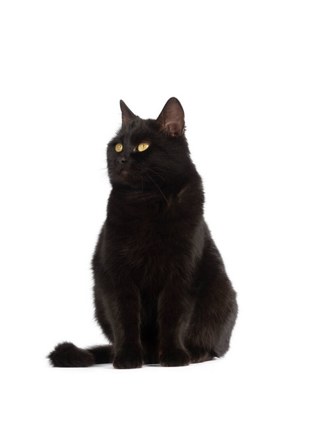 sitting black cat with yellow eyes isolated on white background - Фото, изображение