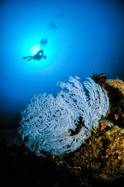 Blu raro Amante del mare Subergorgia sp. a Gorontalo, Indonesia
. - Foto, immagini