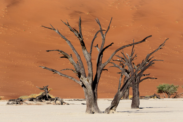 prachtige landschap van verborgen Otomys in Namib woestijn  - Foto, afbeelding