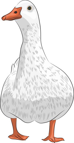 Vector duck. - ベクター画像