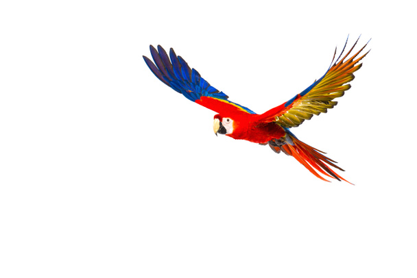 Bunter fliegender Papagei isoliert auf weißem Grund  - Foto, Bild