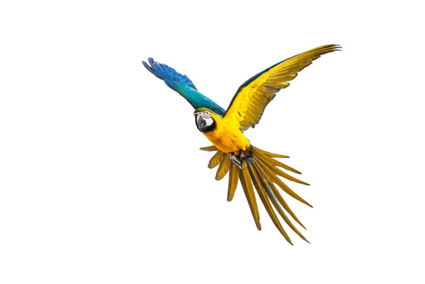 Värikäs lentävä papukaija eristetty valkoisella
  - Valokuva, kuva