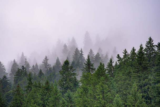 Misty foggy mountain landscape with fir forest and copyspace in vintage retro hipster style - Foto, immagini
