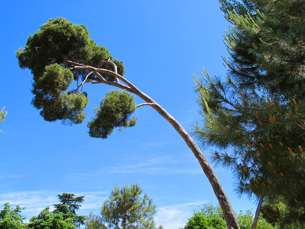 Lodgepole pine - Photo, Image