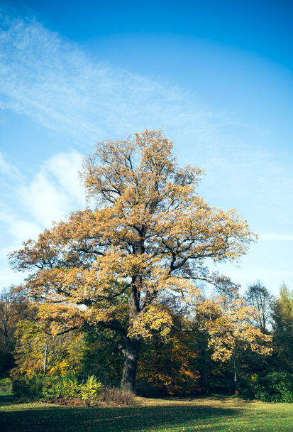 Deciduous tree in the park - Foto, Imagen
