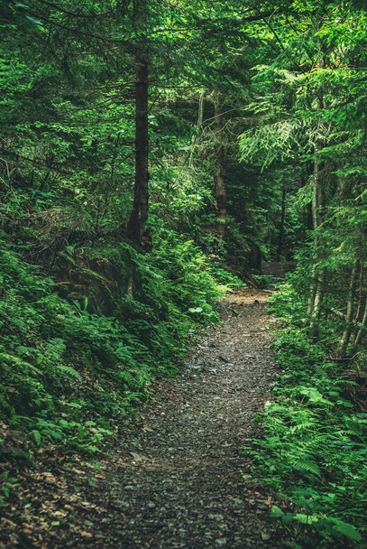Dark moody forest with path and green trees, natural outdoor vintage background - 写真・画像