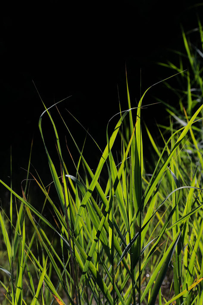 Many green blades of grass grow outdoors against a dark background - Фото, зображення