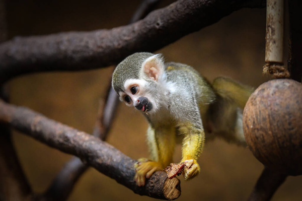 Photo of Saimiri sciureus in zoo habitat. He is so cute animal. - Photo, Image