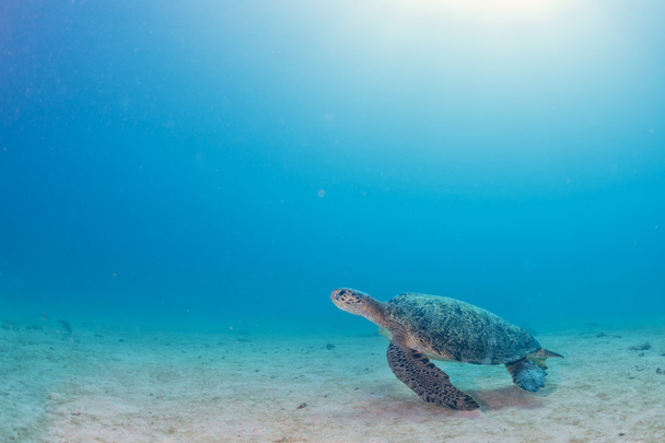 turtle coming to you underwater - Φωτογραφία, εικόνα