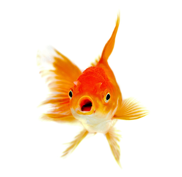 Peixe dourado Isolamento no fundo branco - Foto, Imagem