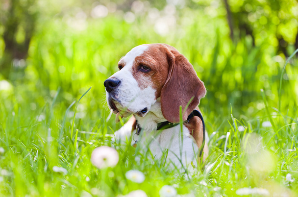  Beagle w lesie - Zdjęcie, obraz