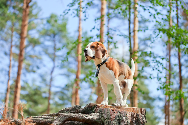 Beagle im Wald - Foto, Bild