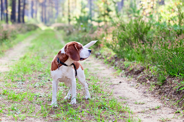 Beagle w lesie - Zdjęcie, obraz