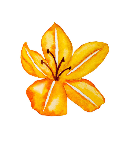 Υδατογραφία κρίνο κίτρινο λουλούδι σε λευκό φόντο.  - Φωτογραφία, εικόνα